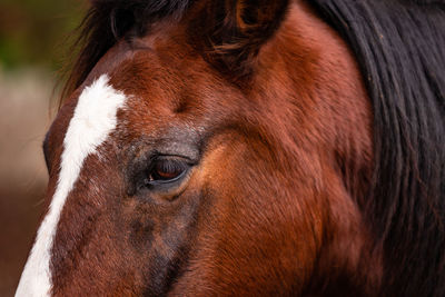 Horses on pasture, in the heard together, happy animals, portugal lusitanos