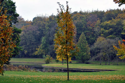 Trees in park during autumn