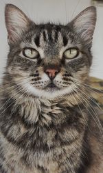 Close-up portrait of a cat
