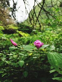 Close-up of pink flower