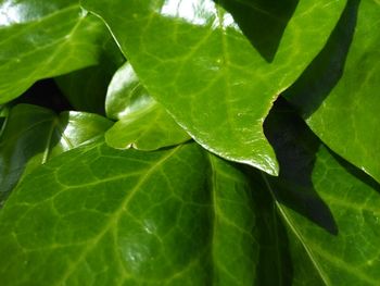 Full frame shot of leaves