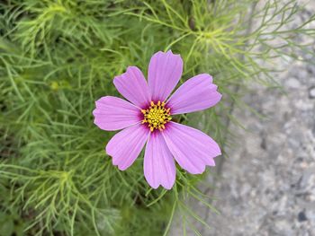 Close-up of purple flower. during summer 2020 in mount vernon new york usa 