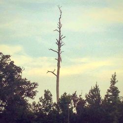 Low angle view of tree against sky