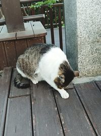 High angle view of cat resting on seat