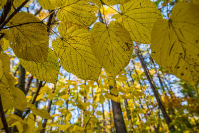 Close-up of yellow maple leaves on tree