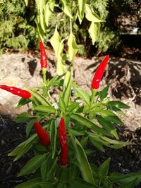 Close-up of red chili peppers on plant