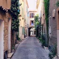 Alley amidst plants