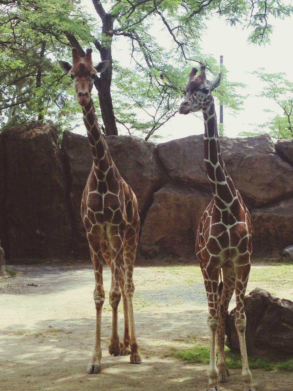 animal themes, animals in the wild, wildlife, standing, tree, two animals, herbivorous, mammal, full length, zoo, outdoors, zoology, day, no people, animals in captivity, nature, fence, safari animals, togetherness, vertebrate