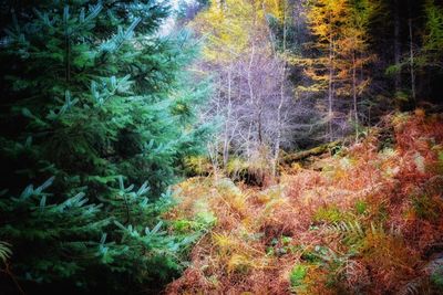 Full frame shot of trees in forest