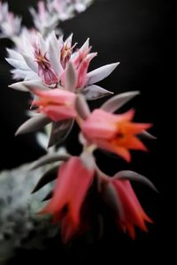 Close-up of flowers blooming outdoors