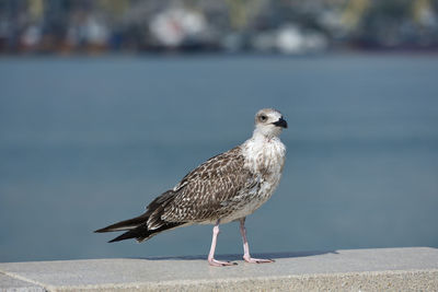 Close-up of seagull perching on retaining wall