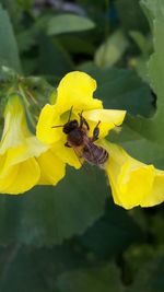 Close-up of insect on yellow flower