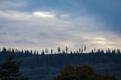 Plants growing on land against sky