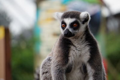 Portrait of a lemur