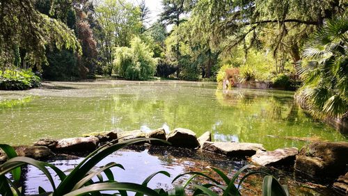 Pond in park