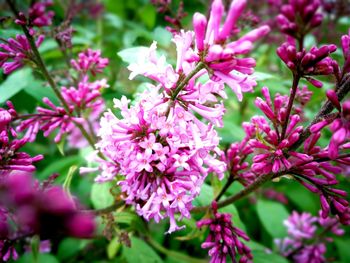 Close-up of pink flowering plant