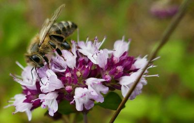 Close-up of honey bee on flowers