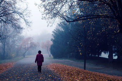 In an old autumnal park, an old woman walks alone across the foggy alees