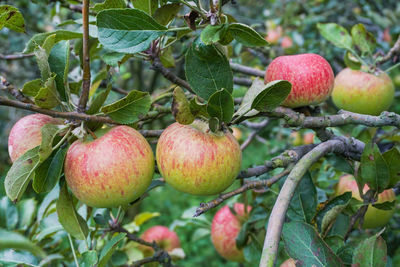 Close-up of apples on tree