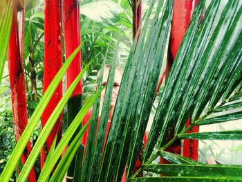 Close-up of bamboo plant