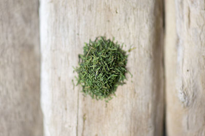 Close-up of rosemary on wooden table