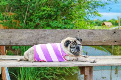 Dog relaxing on bench