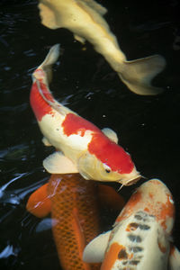 View of koi fish in sea