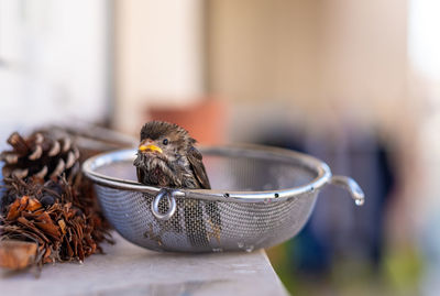 Close-up of a bird