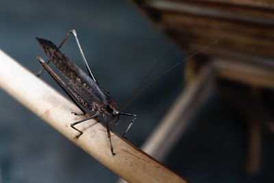 Close-up of grasshopper on wood