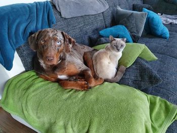 High angle view of dog resting on sofa