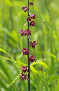 Close-up of pink flowering plant