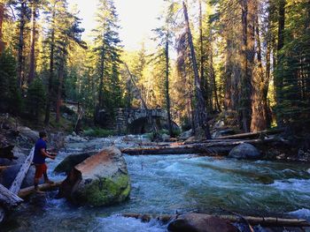 Scenic view of waterfall in forest