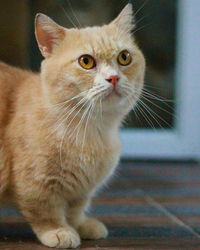 Close-up of cat looking away at home