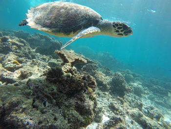 Wild turtle in maldives