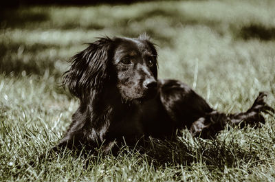 Dog sitting in a field