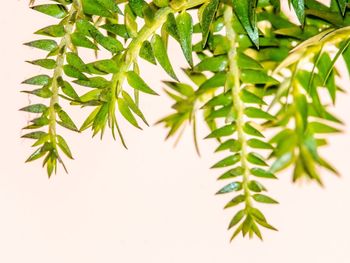 Close-up of leaves growing on tree branch