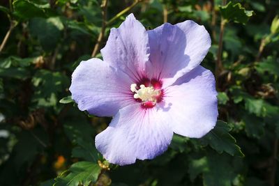 Close-up of white flowering plant