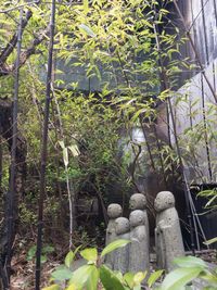 Close-up of plants in greenhouse