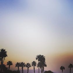 Silhouette palm trees at sunset