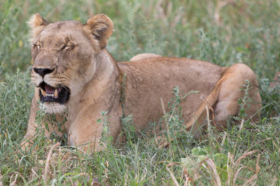 Close-up of sheep on field