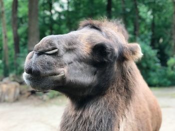 Close-up of a horse