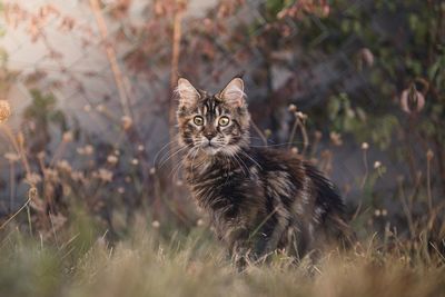 Cat stand in a garden 