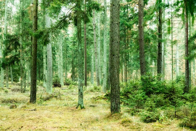 Pine trees in forest