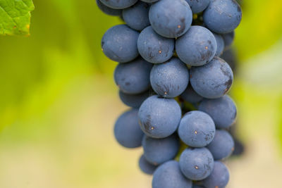 Close-up of grapes growing in vineyard