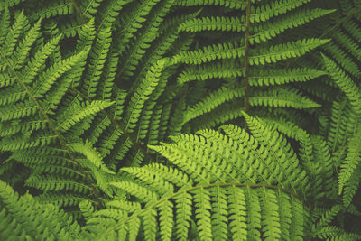 Full frame shot of fern leaves