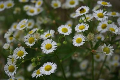 Close-up of white flowers blooming outdoors