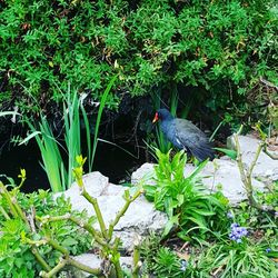 Bird perching on grass