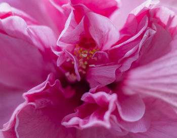 Close-up of pink rose flower