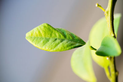 Macro shot of plant leaf