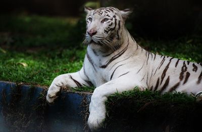 White tiger lying on grass in forest